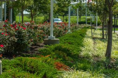 Commercial Landscape Maintenance